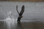 Cormorano al decollo Cormorano al decollo