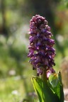 che fiore è? che fiore è?