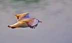 in volo al crepuscolo in volo al crepuscolo