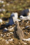 Starna - Perdix perdix Starna - Perdix perdix