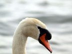 Altro Cigno