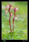 Orchis collina