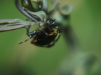 insetto macro insetto macro