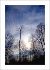 l'albero morto.... l'albero morto....