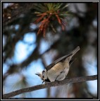 Cincia dal Ciuffo # 4