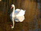 cigno cigno