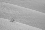 Dune Dune