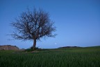 l'albero l'albero