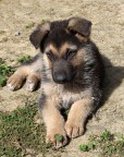 Pako, il cucciolo Pako, il cucciolo