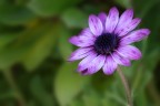 fiore fiore