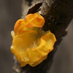 Ha consistenza gelatinosa e cresce sul legno morto del nocciolo. CHIEDO AIUTO PER LA CLASSIFICAZIONE
Canon 5D - EF 100macro - 1/30 s - f 11 - RR 0,75 - luce naturale - cavalletto -