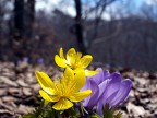 Fiori Fiori