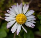 40D + tubi prolunga +canon 70-200 F4 e cavalletto

ISO 100 f4 1/125 100mm

Immagine in alta risoluzione http://www.flickr.com/photos/tril0gy/4399586198/sizes/o/

Ho aperto cos� tanto per cercare di avere i petali un po' sfuocati creando un po' di atmosfera e per cercare di staccare un po' dallo sfondo un po' troppo pieno di forme e colori.

Critiche e consigli sempre ben accetti!