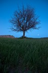 l'albero dei calanchi l'albero dei calanchi