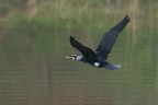 Giovane Cormorano Giovane Cormorano