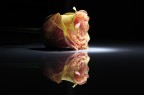 Rosa Rosa