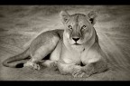 Leonessa Leonessa