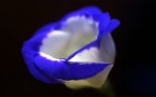 fior fiore fior fiore