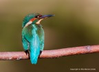 Martino femmina giovane -Martin pescatore comune (Alcedo att Martino femmina giovane -Martin pescatore comune (Alcedo att