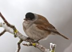 Capinera (Sylvia atricapilla) Capinera (Sylvia atricapilla)