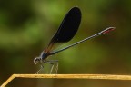 ...In Equilibrio...!!!