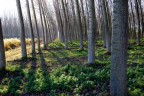 Il bosco Il bosco