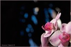 Orchidea 4 Orchidea 4