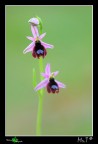 Ophrys bertolonii var. explanata