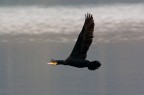 Cormorano Cormorano