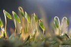 Esperimento : controluce al muschio Esperimento : controluce al muschio