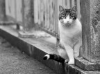 Miao Miao
