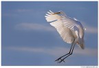 Volo Volo