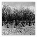 Neve e Nettar 2