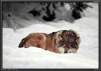 Lupo # 3 - il sonno del giusto Lupo # 3 - il sonno del giusto