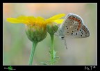 Un fiore di Licenide Un fiore di Licenide