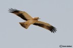 Aquila minore Aquila minore