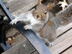 Scoiattolino Scoiattolino