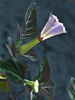 fiore fiore