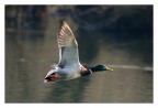 Presa al volo Presa al volo