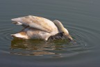 Cigno contorsionista... Cigno contorsionista...