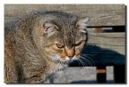 Il re della colonia felina Il re della colonia felina