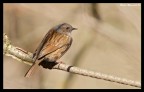 Passeriforme Passeriforme