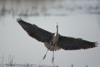 Airone cenerino (Ardea cinerea) Airone cenerino (Ardea cinerea)