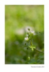 Primavera Cittadina Primavera Cittadina
