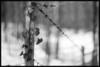 Edera Spinosa Edera Spinosa