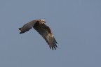 Falco di palude Falco di palude