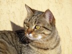 Susy