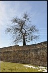 L'albero.. L'albero..