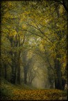 Arriva l'autunno Arriva l'autunno