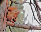 Scoiattolo rosso Scoiattolo rosso